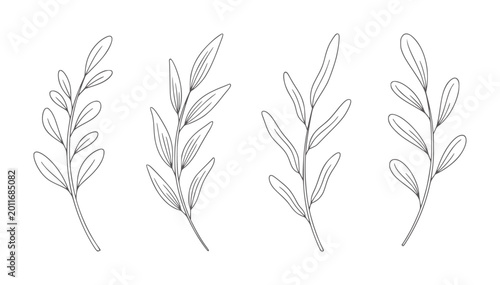 Four delicate line botanical branches with oval leaves plant leaf nature