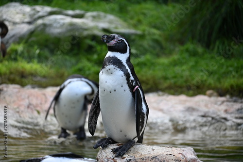 Photos penguin on the rocks