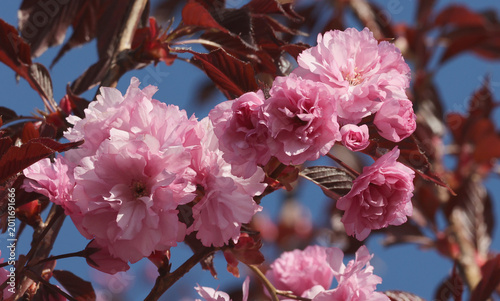 Photos Sakura panicle blossom - double flowers red leaves