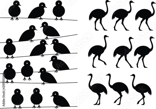 Obraz na płótnie Bird and ostrich silhouette collection featuring perched small birds and walking