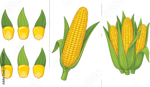 Corn kernels and full ears of corn with green husks, agricultural food illustration for farming and nutrition concepts