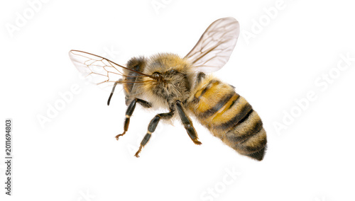 Honey bee isolated on transparent background with detailed stripes and wings