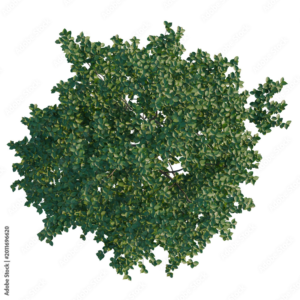 Obraz premium Swida polyantha tree plan, top view, cutout, transparent background, isolate, Detailed Green Fern Branch with Delicate Leaves, High-Resolution Nature Background