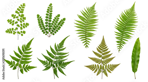 Assorted green fern fronds and leaves, isolated on transparent background for botanical illustrations.