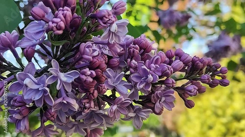Close-up of blooming purple lilac flowers in soft sunlight