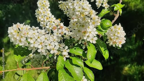 Elegant clusters of white flowers on a sunny day with vibrant green leaves
