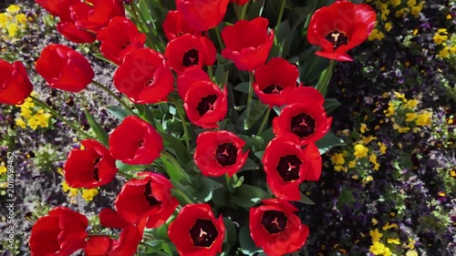 Rote Tulpen.