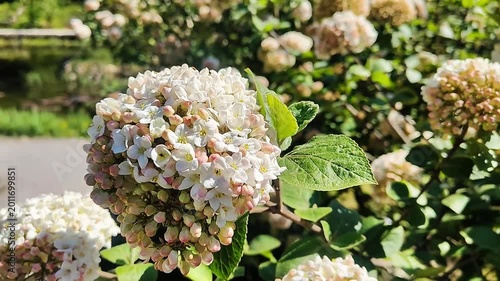 Beautiful blooming hydrangeas in a sunny garden setting