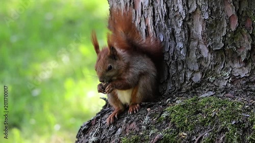 Close-up of a red squirrel eating a nut on a mossy tree trunk in nature