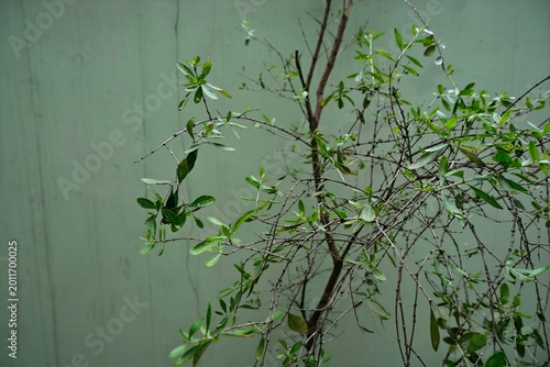 Canvastavla Garden shrub with a sparse, twiggy structure and small, bright green leaves set against a pale green textured wall