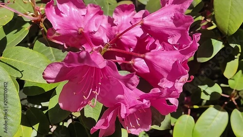 Vibrant pink rhododendron flowers bloom in lush green foliage on a sunny day