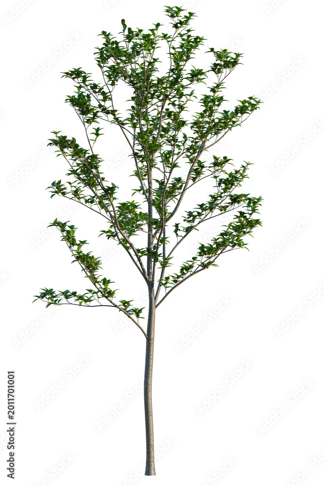 Obraz premium Malus halliana tree, elevation, front view, cutout, transparent background, isolate, Detailed Lush Green Tree Branch with Vibrant Foliage, Perfect for Nature Designs