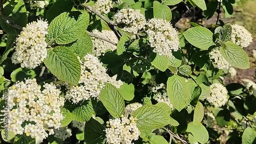 Delicate white flowers bloom on a lush green shrub in the gentle sunlight