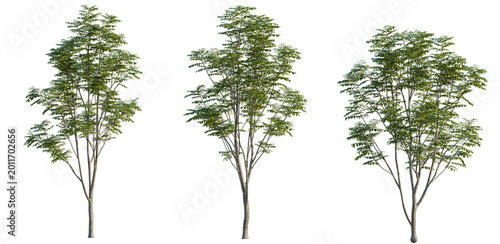 Sorbus aucuparia tree, elevation, front view, cutout, transparent background, isolate, Detailed image of a lush green tree branch with vibrant leaves and intricate textures.