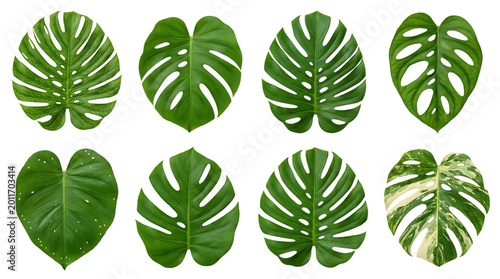 Various monstera plant leaves, including variegated, isolated on transparent background for design