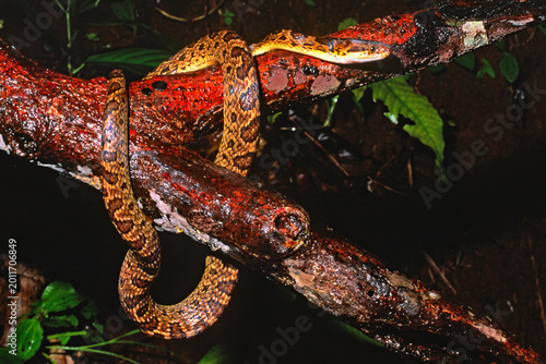 Bild auf Leinwand Closeup of the head of a northern cat-eyed snake, Leptodeira septentrionalis