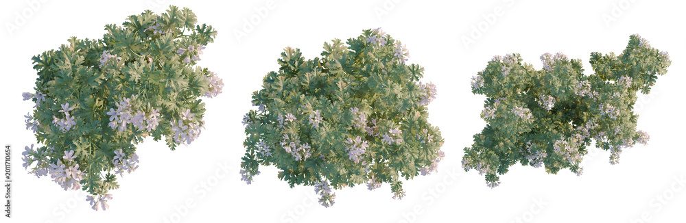 Obraz premium Pelargonium graveolens tree plan, top view, cutout, transparent background, isolate, Delicate lilac flowers on a branch, close-up botanical photography, detailed floral texture, springtime blossom