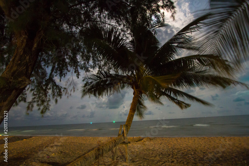 coconut tree on the beach at night