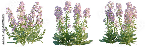 Photos Matthiola incana tree, elevation, front view, cutout, transparent background, is
