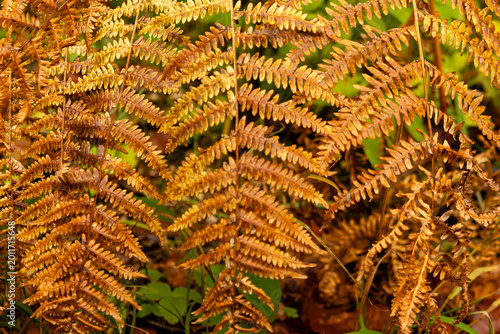 Close-up of 
