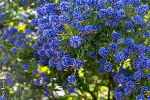 Cuadro en lienzo Beautiful blue blossoms of California lilac (Ceanothus) shrub blooming in a sunny garden