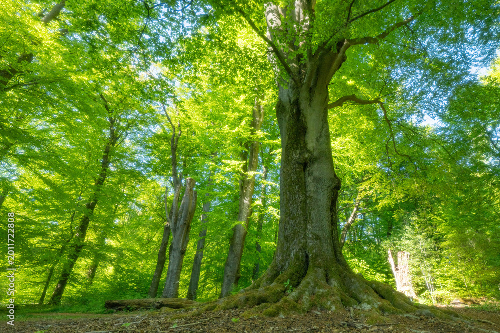 Obraz premium Urwald Sababurg