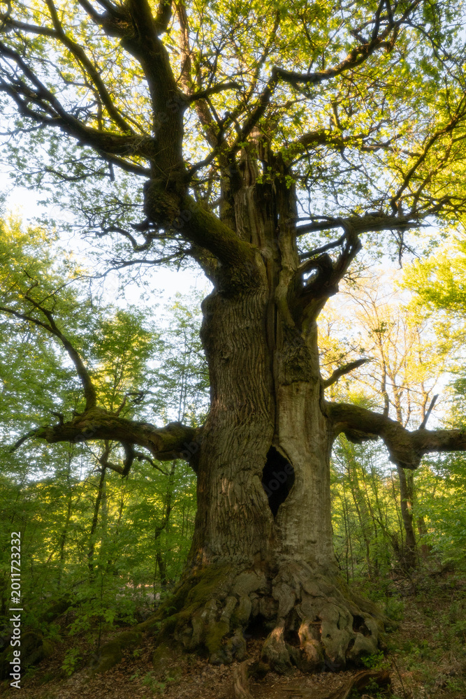 Obraz premium Urwald Sababurg