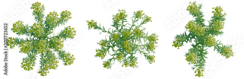 Fotografie Euphorbia palustris tree plan, top view, cutout, transparent background, isolate, Delicate sprig of blossoming lavender branch close-up, detailed floral texture