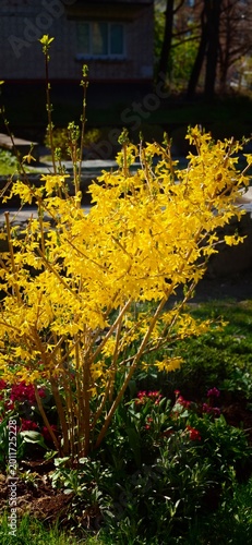 Fotografia Bright yellow forsythia bush in full bloom surrounded by green foliage and color