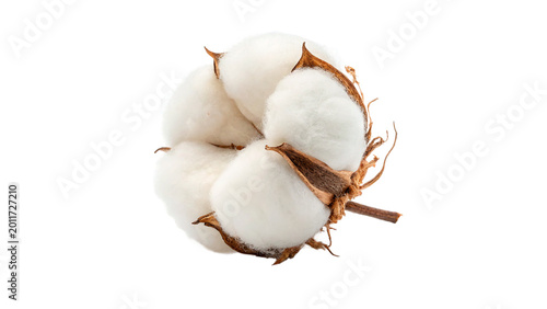 Bild auf Leinwand Natural white cotton flower bud with a brown husk for organic textile and nature