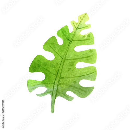Tropical monstera leaves, isolated watercolor illustration. Exotic green hand drawn plants for postcards, packaging, and travel brochures.