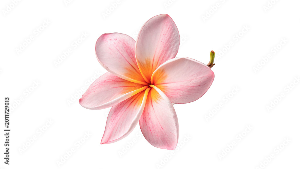 Fototapeta premium Beautiful pink plumeria flower with green leaves for tropical nature and spa wellness beauty treatment concepts