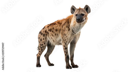 Tableau sur toile Large hyena standing and looking alert for african savanna wildlife nature and p