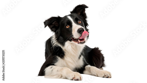 Tableau sur toile Cute black and white border collie dog looking attentively for pet care and anim