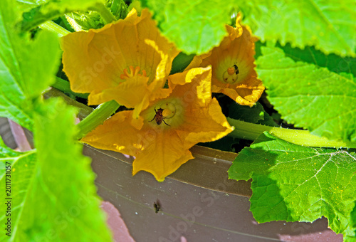 Bees inside blooms