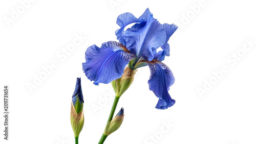 Quadro su tela Beautiful blue iris flowers for floral garden nature and romantic celebration gi