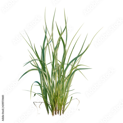 Foto Acorus calamus tree, elevation, front view, cutout, transparent background, isol