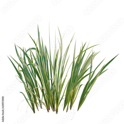 Fotografie Acorus calamus tree, elevation, front view, cutout, transparent background, isolate, Green grass blades isolated on a neutral background, perfect for a natural design element