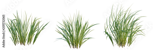 Фотография Acorus calamus tree, elevation, front view, cutout, transparent background, isolate, Lush green grass blades texture, detailed organic nature background, vibrant summer meadow closeup