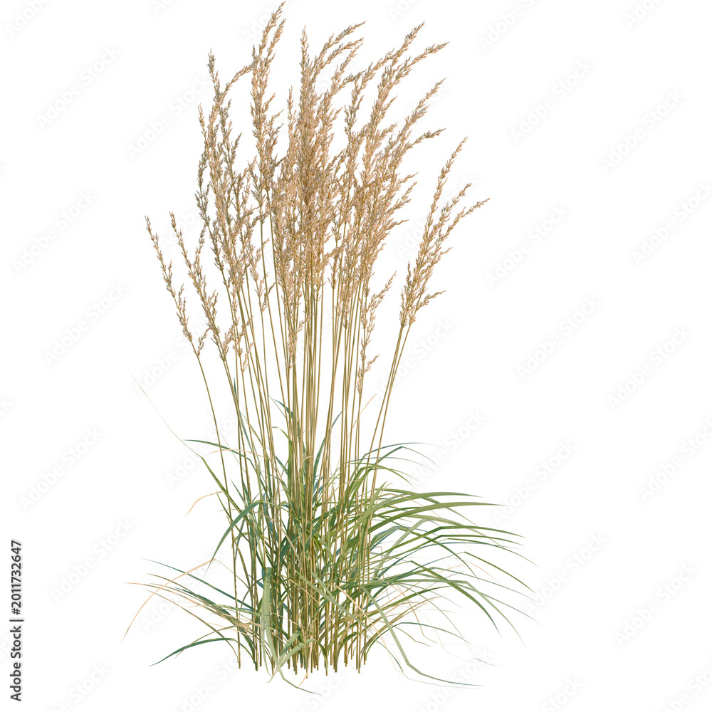 Fototapeta premium Calamagrostis acutiflora tree, elevation, front view, cutout, transparent background, isolate, Lush Green Grass Blades Close-Up, Vibrant Texture, Natural Background, High Detail