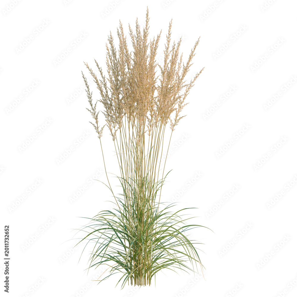 Fototapeta premium Calamagrostis acutiflora tree, elevation, front view, cutout, transparent background, isolate, Lush Green Grass Field Texture, Natural Background, Nature Backdrop, Scenic Landscape