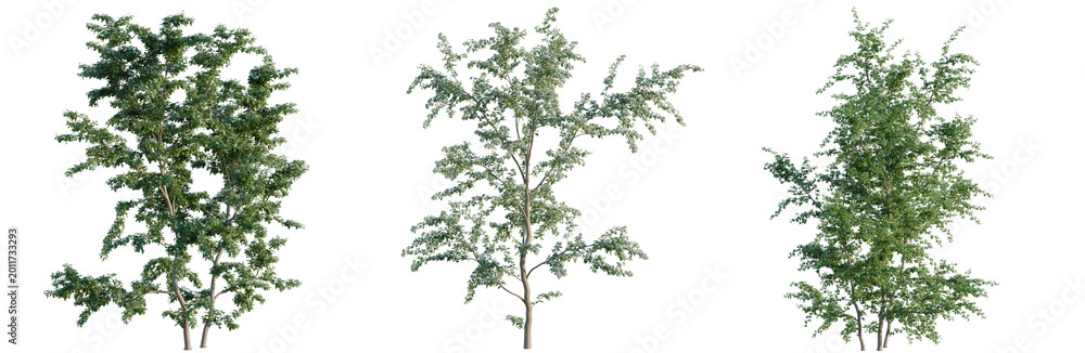 Fototapeta premium Crataegus monogyna tree, elevation, front view, cutout, transparent background, isolate, Detailed green conifer tree isolated on a transparent background, perfect for design elements.