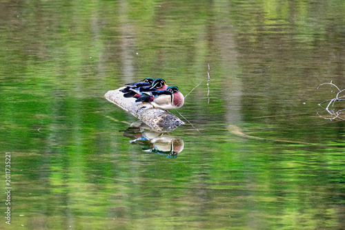 Three Colorful Wood Ducks Resting on a Log With Reflections in Calm Green Pond