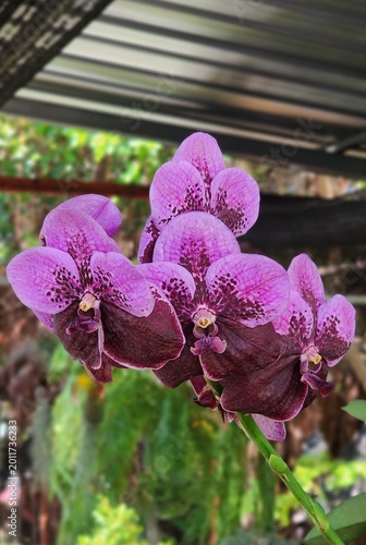 Foto Close-up of beautiful purple Vanda orchid flowers with dark spots