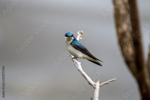 Tree Swallow Perched on Thin Branch With Blue Feathers and Calm Gray Background