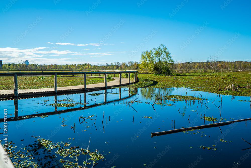 Fototapeta premium Sunlit boardwalk crosses tranquil wetland with mirrored sky