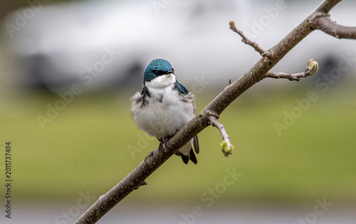 Tree Swallow Perched On Branch With Fluffy Feathers In Spring Backyard Habitat