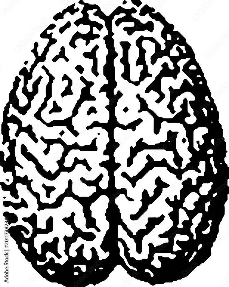 Fototapeta premium Human Brain Superior View Anatomy Medical Illustration