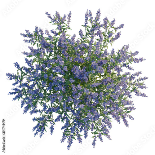 Foto Perovskia atriplicifolia tree plan, top view, cutout, transparent background, is