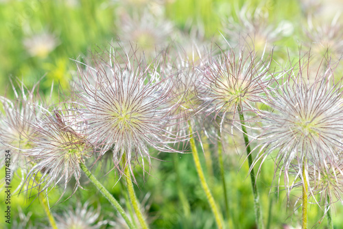Canvastavla Fluffy seed heads of Pulsatilla vulgaris flowers in a spring garden